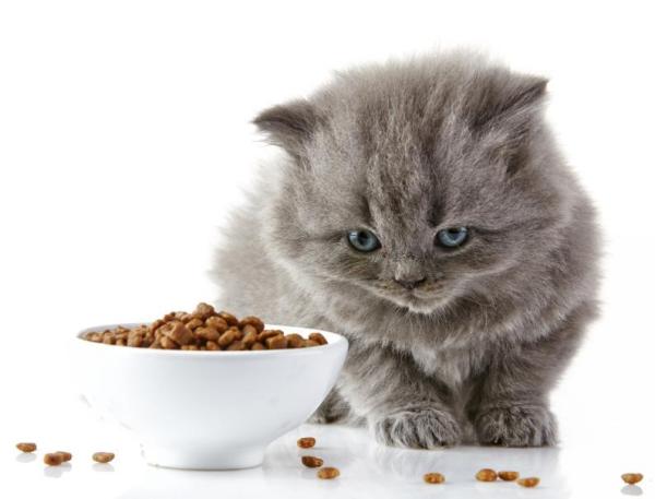 cat food for sensitive stomachs
